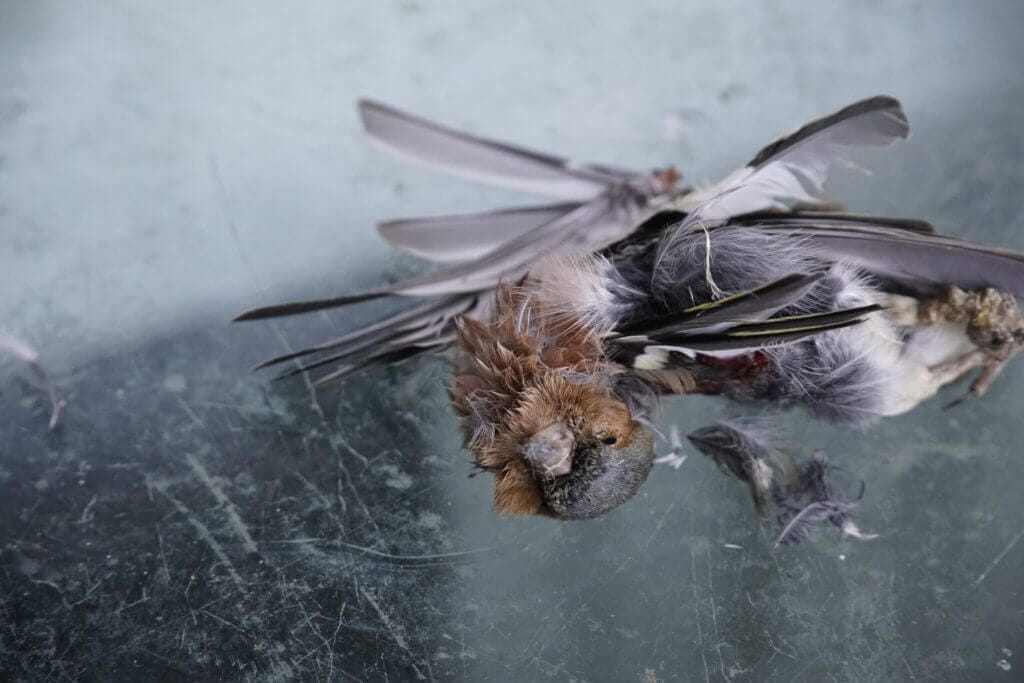 appello del wwf: stop ai botti di capodanno