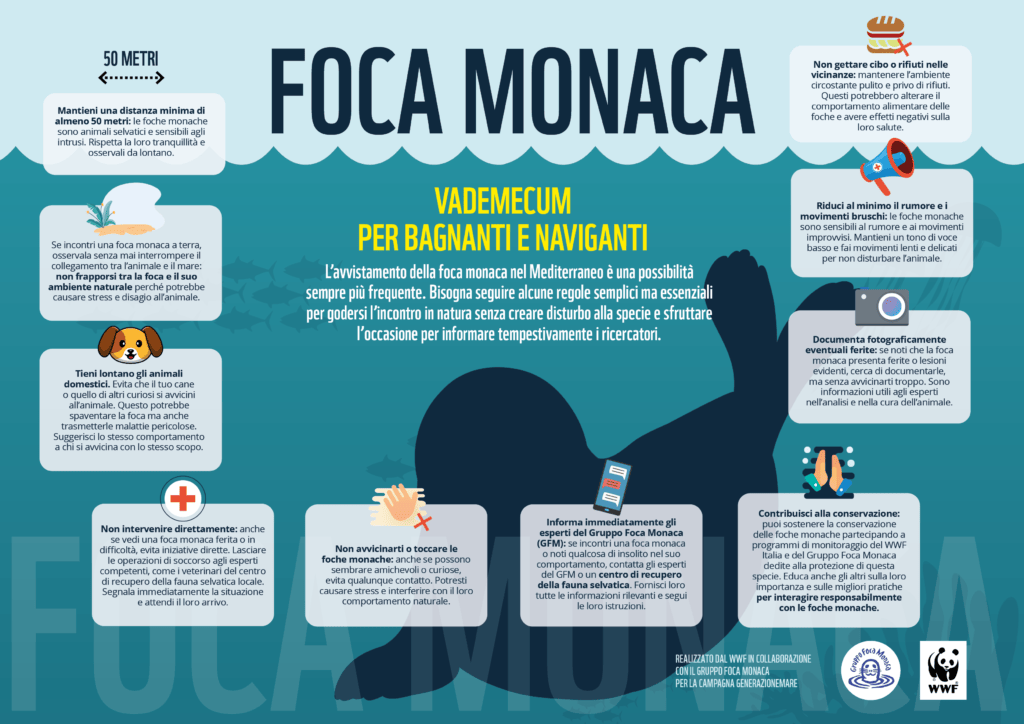 foca monaca a numana, un evento straordinario