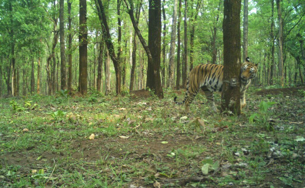 5 motivi di speranza per il futuro delle tigri